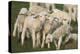 Merino Sheeps, Lambs-Ronald Wittek-Premier Image Canvas