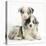 Merle Border Collie Puppies-Mark Taylor-Premier Image Canvas