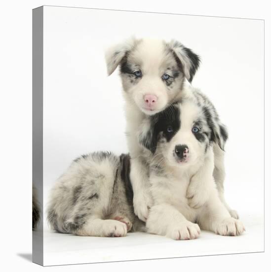 Merle Border Collie Puppies-Mark Taylor-Premier Image Canvas