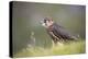 Merlin (Falco columbarius), captive, Cumbria, England-Ann and Steve Toon-Premier Image Canvas