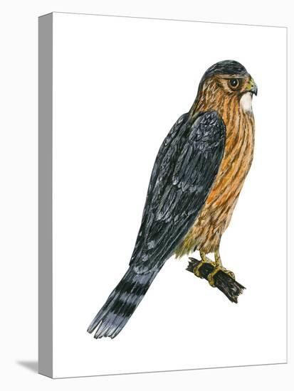 Merlin (Falco Columbarius), Pigeon Hawk, Birds-Encyclopaedia Britannica-Stretched Canvas