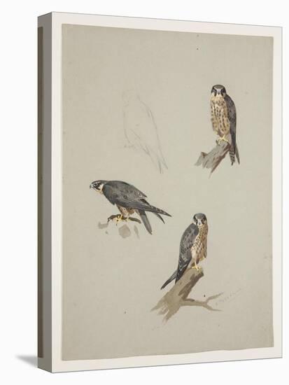 Merlin Male, C.1915 (W/C & Bodycolour over Pencil on Paper)-Archibald Thorburn-Premier Image Canvas
