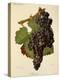 Merlot Grape-J. Troncy-Premier Image Canvas