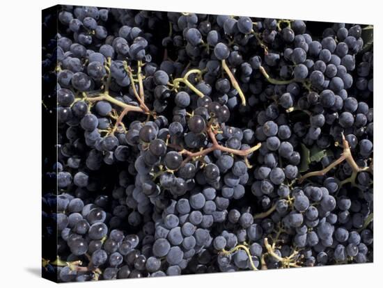 Merlot Grapes Ready to Crush, Terra Blanca Winery, Benton City, Washington, USA-Connie Ricca-Premier Image Canvas