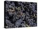 Merlot Grapes Ready to Crush, Terra Blanca Winery, Benton City, Washington, USA-Connie Ricca-Premier Image Canvas