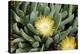 Mesemb (Conicosia Elongata)-Bob Gibbons-Premier Image Canvas