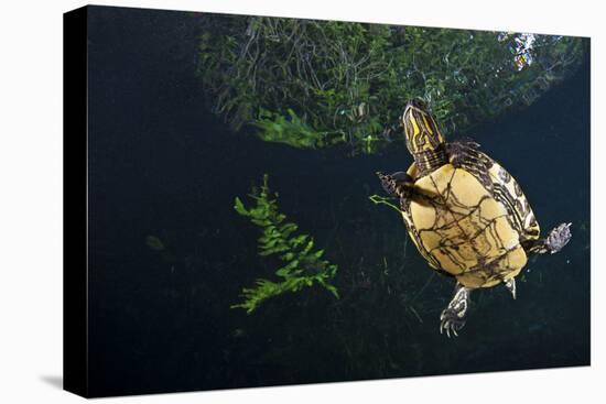 Mesoamerican Slider Turtle - Terrapin (Trachemys Scripta Venusta) in Sinkhole-Claudio Contreras-Premier Image Canvas