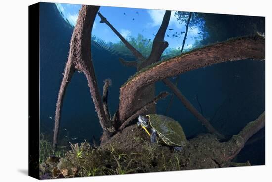 Mesoamerican Slider Turtle - Terrapin (Trachemys Scripta Venusta) in Sinkhole-Claudio Contreras-Premier Image Canvas