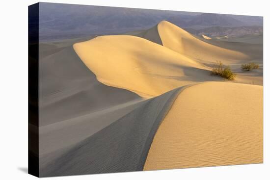 Mesquite Flat Sand Dunes at Dawn, Death Valley, California-Rob Sheppard-Premier Image Canvas