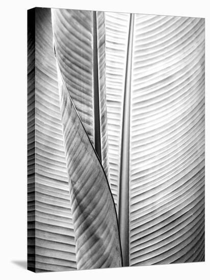Metal BW Plant 1-Kimberly Allen-Stretched Canvas
