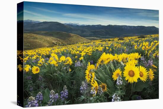 Methow Valley Wildflowers IV-Alan Majchrowicz-Stretched Canvas