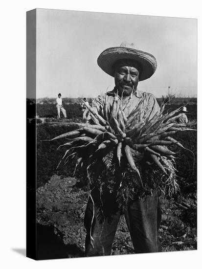 Mexican-American Carrot Puller in Edinburg, Texas. February 1939 Photograph by Russell Lee-null-Stretched Canvas