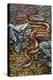 Mexican Burrowing Python (Loxocemus Bicolour), Loxocemidae-null-Premier Image Canvas