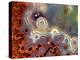 Mexican Crazy Lace Agate-Steve Terrill-Premier Image Canvas