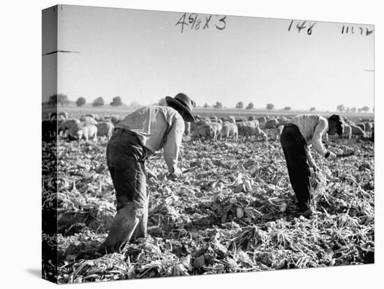 Mexican Farm Workers Harvesting Beets-J^ R^ Eyerman-Premier Image Canvas