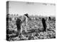 Mexican Farm Workers Harvesting Beets-J^ R^ Eyerman-Premier Image Canvas