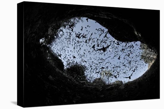 Mexican Free-Tailed Bats (Tadarida Brasiliensis)-Philip Dalton-Premier Image Canvas