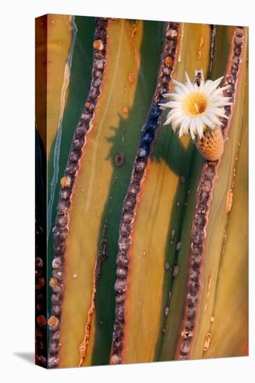 Mexican giant cardon cactus in flower, Mexico-Claudio Contreras-Premier Image Canvas