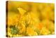 Mexican Gold Poppy flowering in spring, USA-Rolf Nussbaumer-Premier Image Canvas