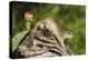 Mexican Ground squirrel climbing log-Larry Ditto-Premier Image Canvas