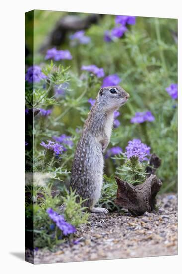 Mexican Ground squirrel in wildflowers-Larry Ditto-Premier Image Canvas