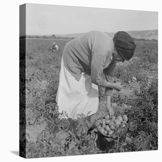 Mexican migrant woman harvesting tomatoes in California, 1938-Dorothea Lange-Premier Image Canvas
