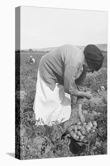 Mexican Migrant Woman Harvesting Tomatoes-Dorothea Lange-Stretched Canvas