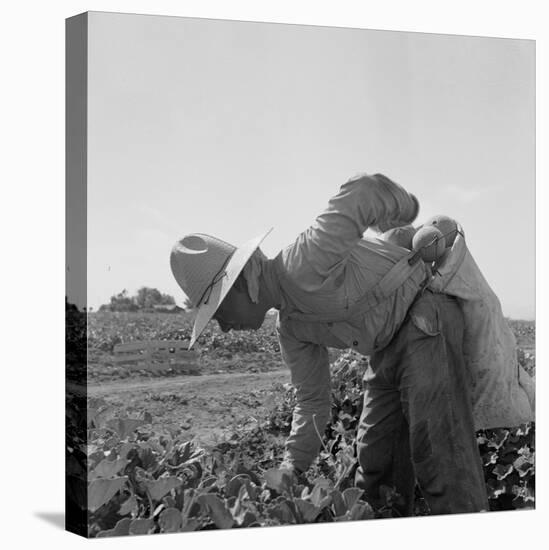 Mexican picking melons in California, 1937-Dorothea Lange-Premier Image Canvas