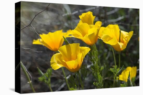 Mexican Poppies Blooming in the Little Florida Mountains, New Mexico-null-Premier Image Canvas