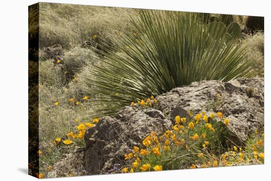 Mexican Poppies, narrow-Leaf Yucca and Other Chihuahuan Desert Plants in Rockhound State Park, NM-null-Premier Image Canvas
