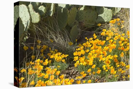 Mexican Poppies, Prickly-Pear and Other Chihuahuan Desert Plants in Rockhound State Park, NM-null-Premier Image Canvas