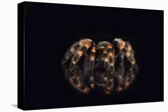 Mexican Red Knee Tarantula (Brachypelma Smithi), captive, Mexico, North America-Janette Hill-Premier Image Canvas