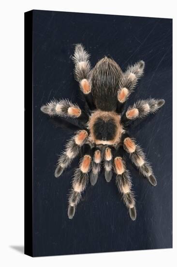 Mexican Red Knee Tarantula (Brachypelma Smithi), captive, Mexico, North America-Janette Hill-Premier Image Canvas