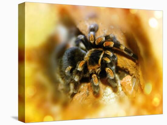 Mexican Red-leg Tarantula-Victor Habbick-Premier Image Canvas