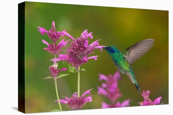 mexican violetear hummingbird feeding on pink wildflower-claudio contreras-Premier Image Canvas
