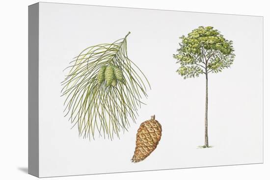 Mexican Weeping Pine (Pinus Patula) Plant, Leaf and Seed-null-Premier Image Canvas