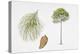 Mexican Weeping Pine (Pinus Patula) Plant, Leaf and Seed-null-Premier Image Canvas