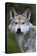 Mexican Wolf (Canis Lupus Baileyi), Mexican Subspecies, Probably Extinct In The Wild, Captive-Claudio Contreras-Premier Image Canvas