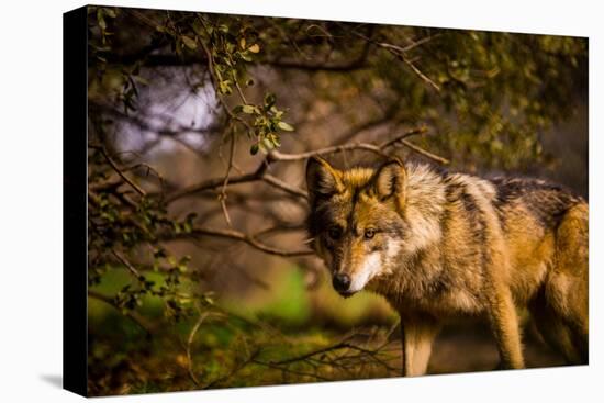 Mexican Wolf, Julien, California, United States of America, North America-Laura Grier-Premier Image Canvas