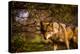 Mexican Wolf, Julien, California, United States of America, North America-Laura Grier-Premier Image Canvas