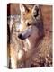 Mexican Wolf, Native to Mexico-David Northcott-Premier Image Canvas