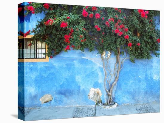 Mexico, Ajijic. Bougainvillea against wall.-Jaynes Gallery-Premier Image Canvas