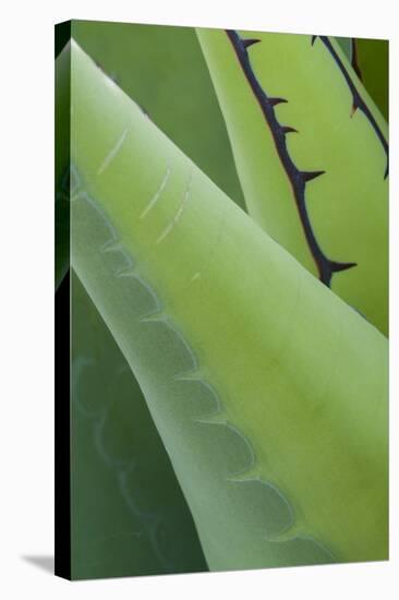 Mexico, Baja California. Abstract Line Detail Agave in Baja California, Mexico-Judith Zimmerman-Premier Image Canvas