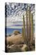 Mexico, Baja California, Cardon Cactus Surround Boulder Formations Near Catavina-Judith Zimmerman-Premier Image Canvas