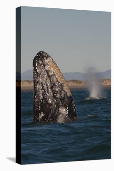 Mexico, Baja California, Gray Whale Spyhopping in the San Ignacio Lagoon, Sea of Cortez-Judith Zimmerman-Premier Image Canvas