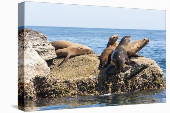 Mexico, Baja California Sur. Isla Coronado, California Sea Lion colony haul out called La Lobera.-Trish Drury-Premier Image Canvas