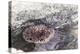 Mexico, Baja California Sur, Sea of Cortez. Sea urchin clings to underside of rock-Trish Drury-Premier Image Canvas