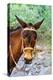 Mexico, Baja California Sur, Sierra de San Francisco. Mule with a traditional bridle.-Fredrik Norrsell-Premier Image Canvas