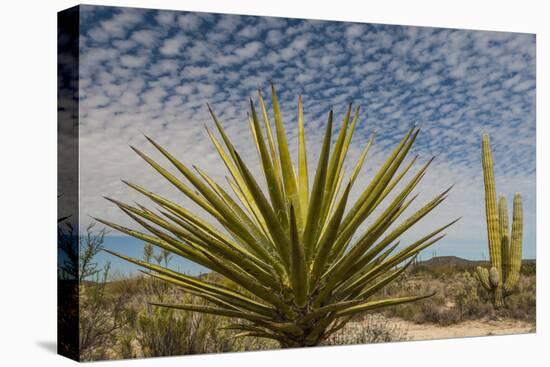 Mexico, Baja California. Yucca and Cardon Cactus with Clouds in the Desert of Baja-Judith Zimmerman-Premier Image Canvas