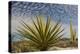 Mexico, Baja California. Yucca and Cardon Cactus with Clouds in the Desert of Baja-Judith Zimmerman-Premier Image Canvas